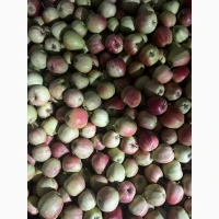 Продам яблука гала брукфілд