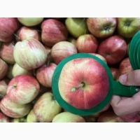Продам яблука гала брукфілд
