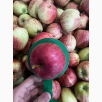 Продам яблука гала брукфілд