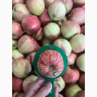 Продам яблука гала брукфілд