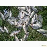 Продам зарыбок