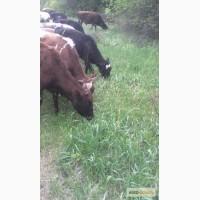 Пр0двм телят 130 - 200 кг