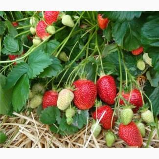 Касетні саджанці клубніки (полуниці, ягід ) Нанді, Бріла, Роксана, Азія, Сабіла, Лімалексі