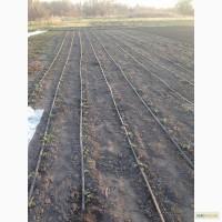 Росада клубніки Азія