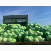 Продам капусту сорт Агрессор