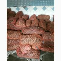 Продам грецкий орех кругляк