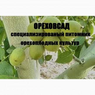 Саженцы крупноплодного грецкого ореха