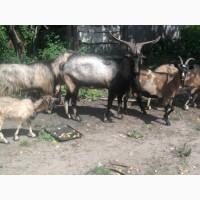 Продаж породистих кіз