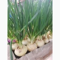 Продам зелень укропа, петрушки, перо лука