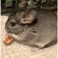 Шиншили племінні молоденькі сіренькі хлопчики і дівчатка