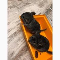 Шиншили племінні молоденькі сіренькі хлопчики і дівчатка