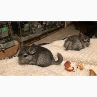 Шиншили племінні молоденькі сіренькі хлопчики і дівчатка