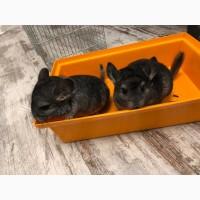 Шиншили племінні молоденькі сіренькі хлопчики і дівчатка