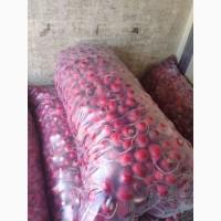 Продам редис, От производителя