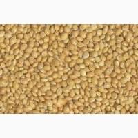 Куплю просо жовте, червоне