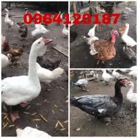 Продам гуси породисті, німецькі індокачки