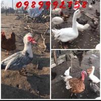 Продам гуси породисті, німецькі індокачки