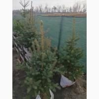 Продаються голубі ялинки
