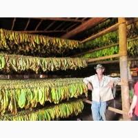 Махорка-Самосад