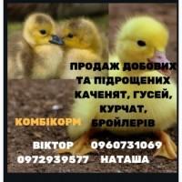 Продам молодняк птиці