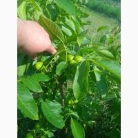 Продам саджанці горіх Кочерженко