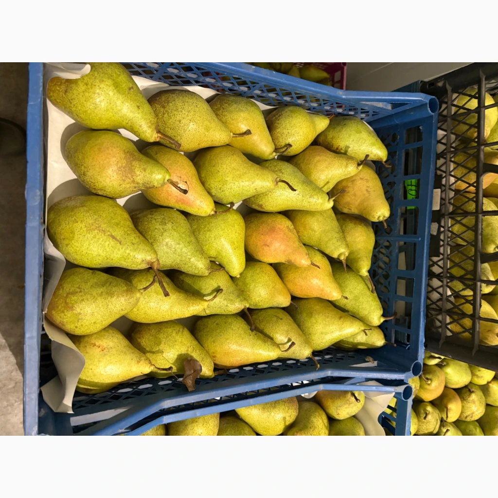 Фото 5. Продам грушу Нояберська