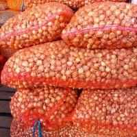 Продам цибулю посадкову сівок