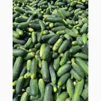 Продам огурчик грунтовой консервация, армия