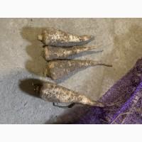 Продам петрушку кореневу