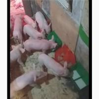 Сухе молоко, Якість вища (смак дитинства)