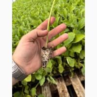 Розсада Баклажану