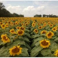 Соняшник ЕС Берекет, 110-112 днів, фр. Екстра