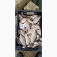 Продам КАРАСЬ живой(невод)