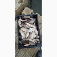 Продам КАРАСЬ живой(невод)