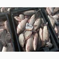 Продам КАРАСЬ живой(невод)