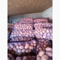 Продам товарну велику картоплю