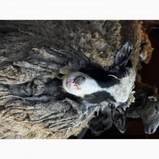 Продаються вівці Романівської породи, а також помісь з Німецьким мериноландшафтом