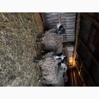 Продаються вівці Романівської породи, а також помісь з Німецьким мериноландшафтом