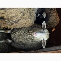 Продаються вівці Романівської породи, а також помісь з Німецьким мериноландшафтом