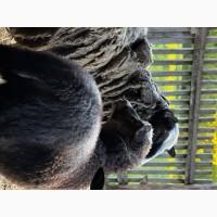 Продаються вівці Романівської породи, а також помісь з Німецьким мериноландшафтом