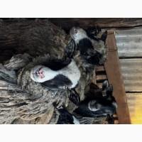 Продаються вівці Романівської породи, а також помісь з Німецьким мериноландшафтом