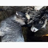 Продаються вівці Романівської породи, а також помісь з Німецьким мериноландшафтом