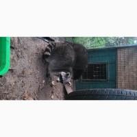 Єноти пара, єнот