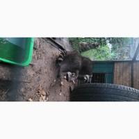 Єноти пара, єнот