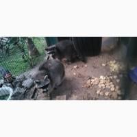 Єноти пара, єнот