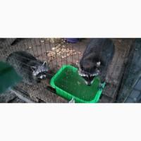 Єноти пара, єнот