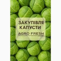 ТОВ «Агрофреш Груп» закуповує капусту сезону