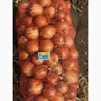 Продам цибулю лук репчатый оптом для хранения или на экспорт