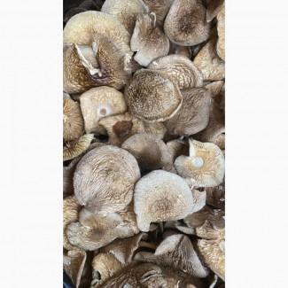 Пантерний 2025-го року збір