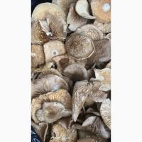 Пантерний 2025-го року збір